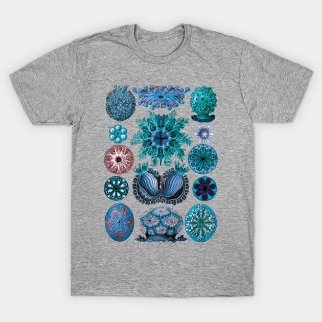 Ernst Haeckel Ascidiae Sea Squirts Blue T-Shirt by Scientistudio